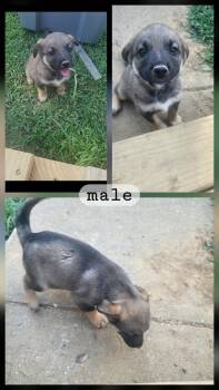 Rescue German Shepherd Dog Dogs for Adoption in Holly Springs, Mississippi - Aladdin | PetCurious