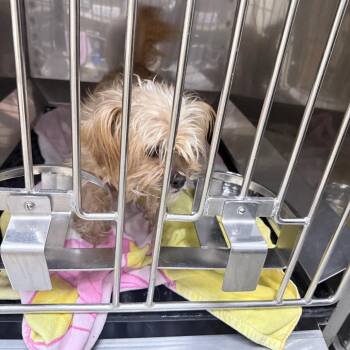 Mixed Breed Dogs Available for Adoption in Auburn, Alabama - Belle | PetCurious