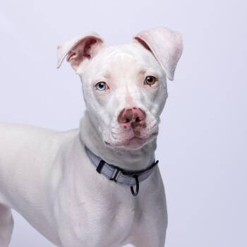 Joy -  Mixed Breed Dog for Adoption in Mentor, Ohio - Joy | PetCurious