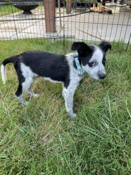 Dawdy (Portland, OR) -  Australian Cattle Dog Blue Heeler and Cattle Dog Dog for Adoption in Mount Vernon, Washington - Dawdy (Portland, OR) | PetCurious