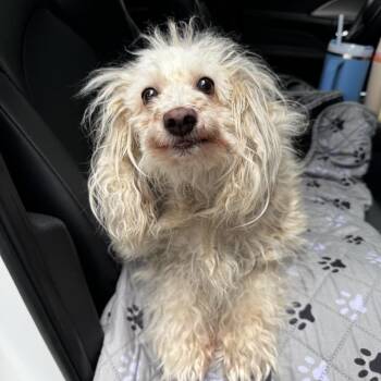 Khloe -  Terrier Dog for Adoption in Austell, Georgia - Khloe | PetCurious
