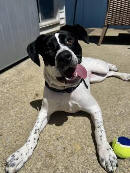 Cannoli -  Australian Cattle Dog Blue Heeler Dog for Adoption in Berlin, New Jersey - Cannoli | PetCurious