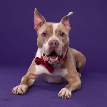 Cash -  Mixed Breed Dog for Adoption in Atlanta, Georgia - Cash | PetCurious