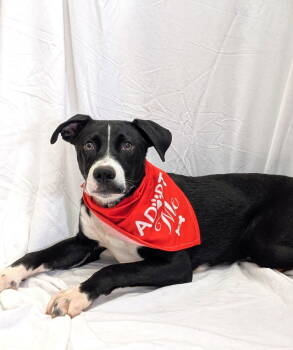 Rescue Black Labrador Retriever and Hound Dogs for Adoption in Pottstown, Pennsylvania - Bolt | PetCurious