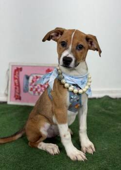 Betsy-One of our Amazing Rescue Dogs -  Basenji and Labrador Retriever Dog for Adoption in Carlsbad, California - Betsy-One Of Our Amazing Rescue Dogs | PetCurious