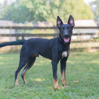 German Shepherd Dog and Belgian Shepherd Malinois Dogs Available for Adoption - Hector (Formerly Radar) | PetCurious