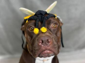 Danno -  Boxer and Mixed Breed Dog for Adoption in Portland, Oregon - Danno | PetCurious