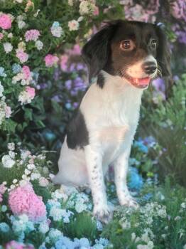 Mini -  Spaniel Dog for Adoption in San Antonio, Texas - Mini | PetCurious
