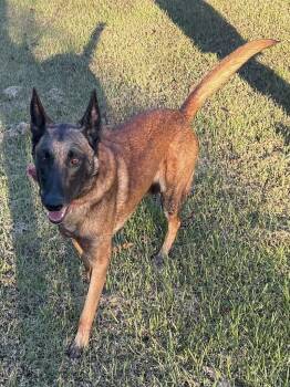 Rescue Belgian Shepherd Malinois Dogs for Adoption in Calera, Alabama - Sarge | PetCurious