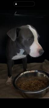 61765152 -  Mixed Breed Dog for Adoption in El Paso, Texas - 61765152 | PetCurious