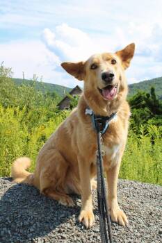 Bear -  Husky and German Shepherd Dog Dog for Adoption in Delhi, New York - Bear | PetCurious