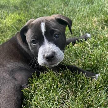 Rocky -  Black Labrador Retriever and Pit Bull Terrier Dog for Adoption in Cashmere, Washington - Rocky | PetCurious