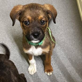 Six -  Mixed Breed Dog for Adoption in Blue Ridge, Georgia - Six | PetCurious