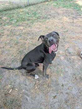 Malcolm -  Pit Bull Terrier Dog for Adoption in Minneapolis, Minnesota - Malcolm | PetCurious