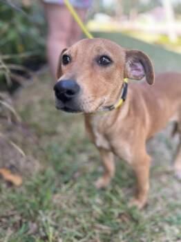 Rescue Labrador Retriever Dogs for Adoption in Houston, Texas - Pumpkin | PetCurious