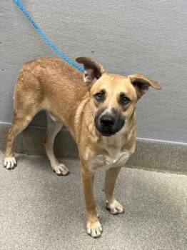 TIDUS -  German Shepherd Dog Dog for Adoption in Las Vegas, Nevada - TIDUS | PetCurious