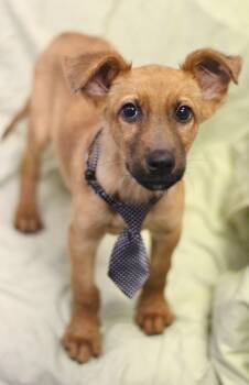 Whisky in NH. Come Meet our Adoptable Dogs Wednesday-Saturday. M -  Shepherd Dog for Adoption in Manchester, New Hampshire - Whisky In NH. Come Meet Our Adoptable Dogs Wednesday-Saturday. M | PetCurious
