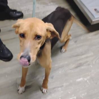 Lyra -  Mixed Breed Dog for Adoption in Summerville, South Carolina - Lyra | PetCurious