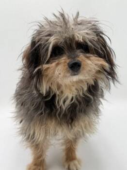 York -  Terrier and Mixed Breed Dog for Adoption in Bowling Green, Kentucky - York | PetCurious