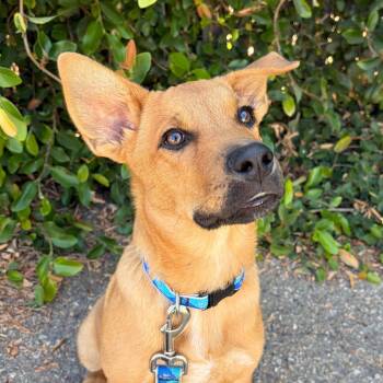 Canyon -  German Shepherd Dog and Carolina Dog Dog for Adoption in Goleta, California - Canyon | PetCurious