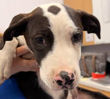 Terrier Dogs Available for Adoption in Hartsville, South Carolina - Dune (Dx5) | PetCurious