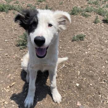 Goggles -  Cattle Dog and Mixed Breed Dog for Adoption in Flagstaff, Arizona - Goggles | PetCurious