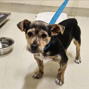MAVERICK -  Chihuahua Dog for Adoption in Fremont, California - MAVERICK | PetCurious