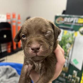Patriot -  Pit Bull Terrier Dog for Adoption in East St. Louis, Illinois - Patriot | PetCurious