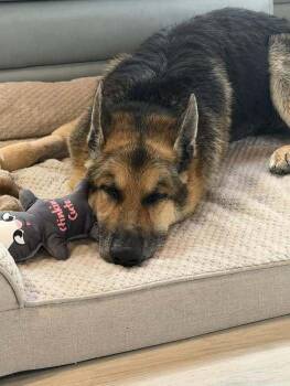 Shep (Tucher) -  German Shepherd Dog Dog for Adoption in Melbourne Beach, Florida - Shep (Tucher) | PetCurious