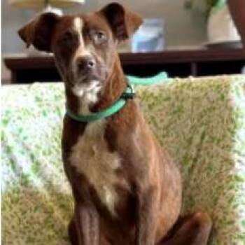 Zelda -  German Shepherd Dog and Black Mouth Cur Dog for Adoption - Zelda | PetCurious