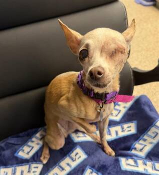MARLEY -  Chihuahua Dog for Adoption in Aurora, Colorado - MARLEY | PetCurious
