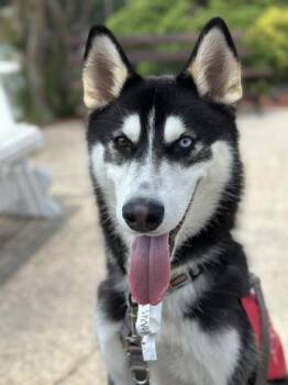Magnus -  Mixed Breed Dog for Adoption in West Chester, Pennsylvania - Magnus | PetCurious