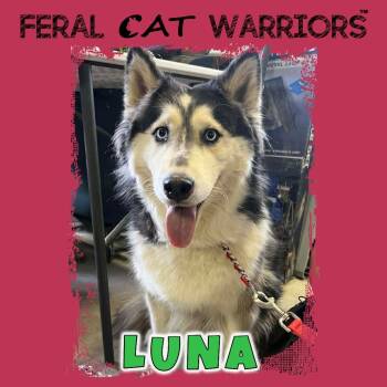 Rescue Husky Dogs for Adoption in Kingman, Arizona - Luna | PetCurious