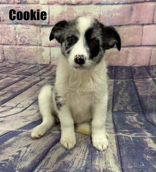 Cookie -  Australian Shepherd Dog for Adoption in Quincy, Michigan - Cookie | PetCurious