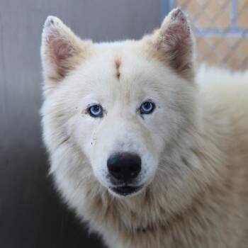 Siberian Husky Dogs Available for Adoption in San Antonio, Texas - BJORK | PetCurious