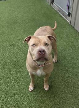 Pit Bull Terrier Dogs Available for Adoption in Liverpool, New York - Duchess | PetCurious