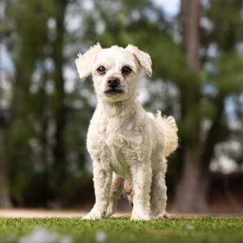 Pete -  Maltese and Mixed Breed Dog for Adoption in Jupiter, Florida - Pete | PetCurious