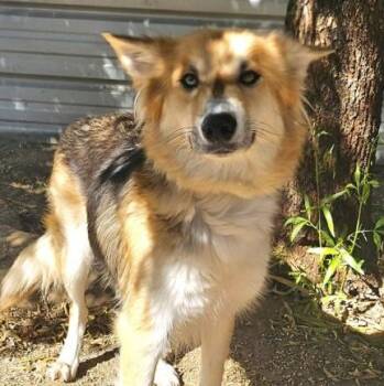 Bailey -  German Shepherd Dog Dog for Adoption in Naperville, Illinois - Bailey | PetCurious