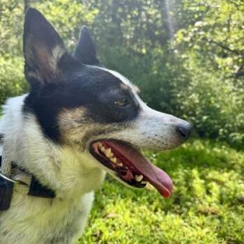 Kimmy -  Australian Cattle Dog Blue Heeler Dog for Adoption in Phoenixville, Pennsylvania - Kimmy | PetCurious