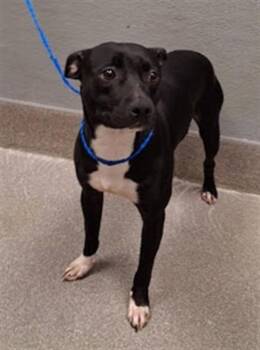 CHAPPY -  Pit Bull Terrier and Mixed Breed Dog for Adoption in Las Vegas, Nevada - CHAPPY | PetCurious