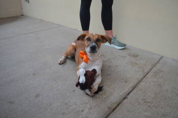 Rescue Australian Cattle Dog Blue Heeler Dogs for Adoption in Mckinney, Texas - Glinda | PetCurious