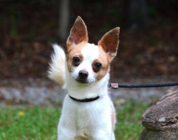 Leroy -  Chihuahua Dog for Adoption in Willingboro, New Jersey - Leroy | PetCurious