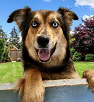 Australian Shepherd Dogs Available for Adoption in Westfield, New York - Gypsy Marie | PetCurious