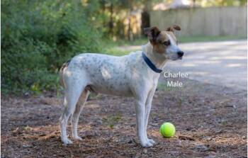 Charlee -  Pointer Dog for Adoption in Pawleys Island, South Carolina - Charlee | PetCurious