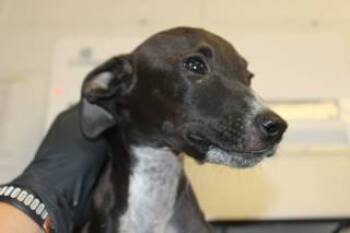 Rescue Terrier and Mixed Breed Dogs for Adoption in Weatherford, Texas - Happy | PetCurious