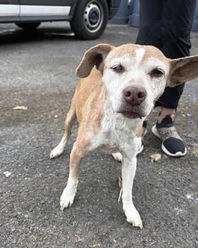 Mixed Breed Dogs Available for Adoption in Nashville, Tennessee - Inky | PetCurious