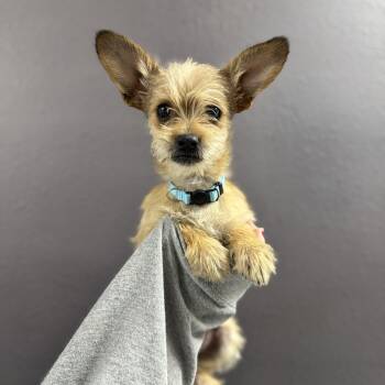Terrier Dogs Available for Adoption in Las Vegas, Nevada - Bindi  | PetCurious
