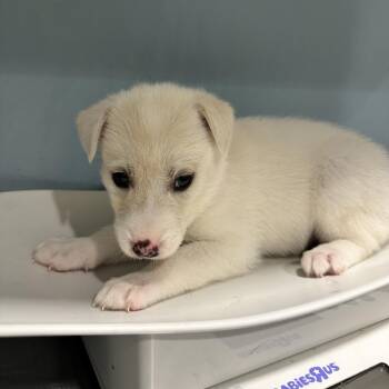Alaska -  Mixed Breed Dog for Adoption in Chattanooga, Tennessee - Alaska | PetCurious