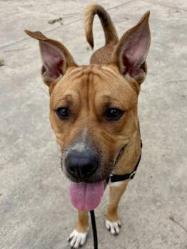 Carolina Dog and Chow Chow Dogs Available for Adoption - Boski | PetCurious