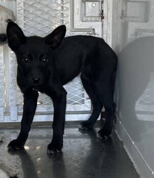 Border Collie and Mixed Breed Dogs Available for Adoption in Stockton, California - LUCIA | PetCurious